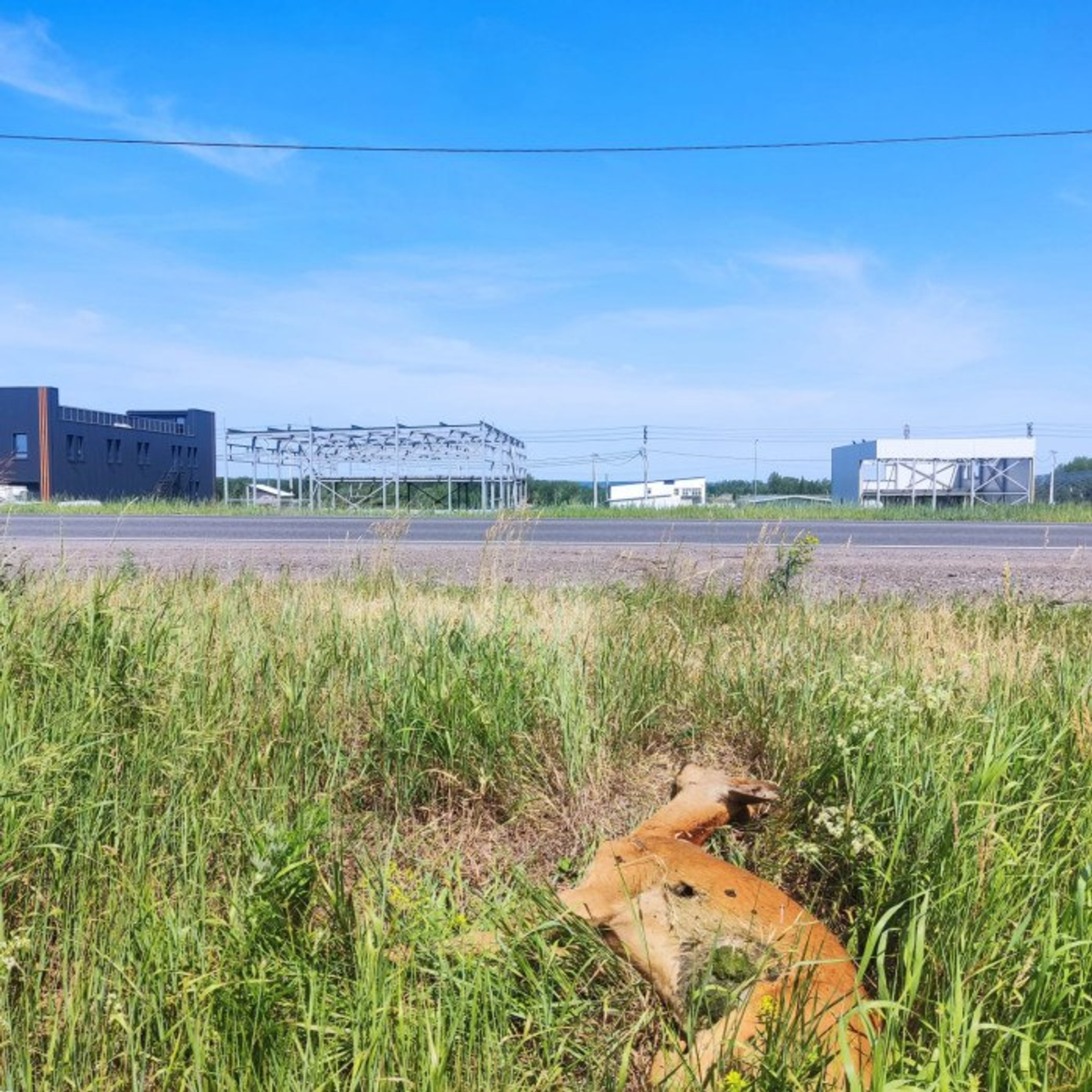 В Башкирии в ДТП с животными погибли три человека