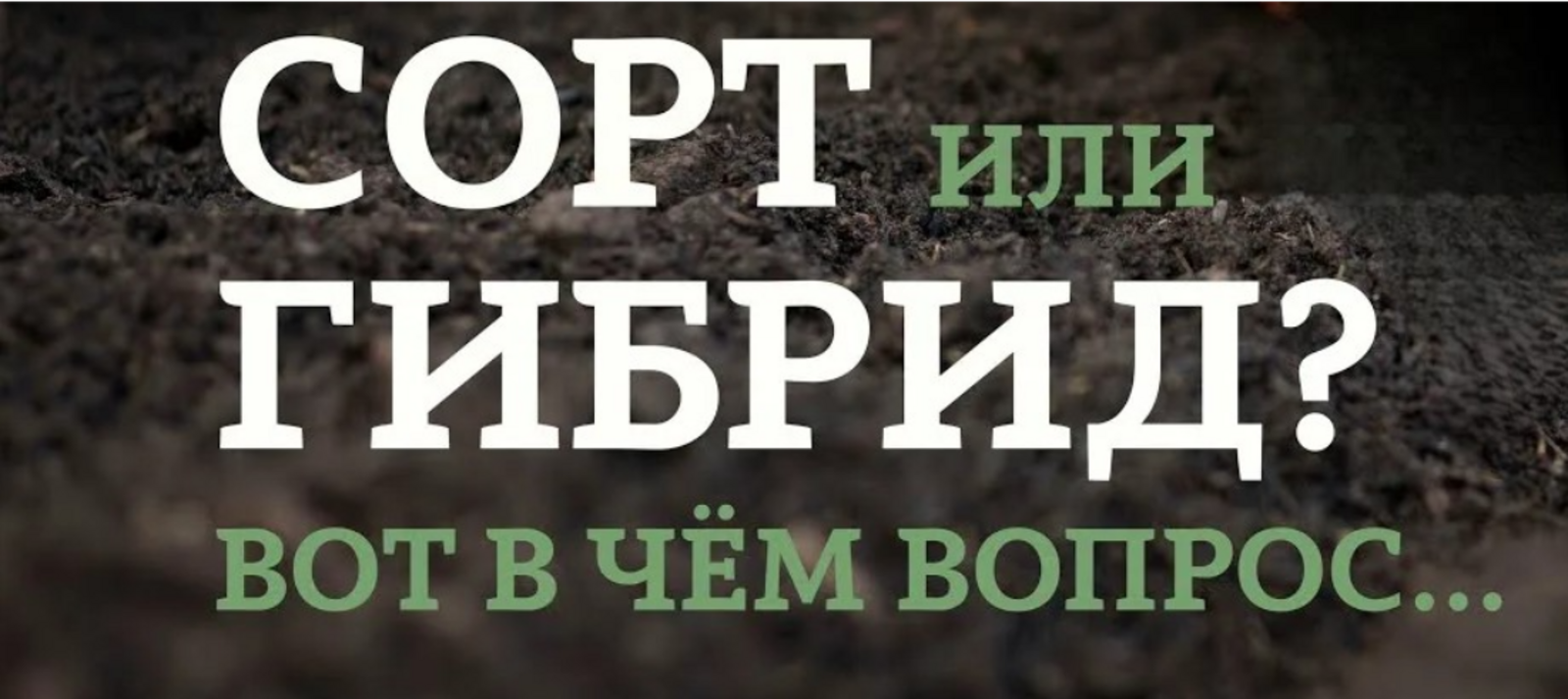 Что выбрать сорт или гибрид?