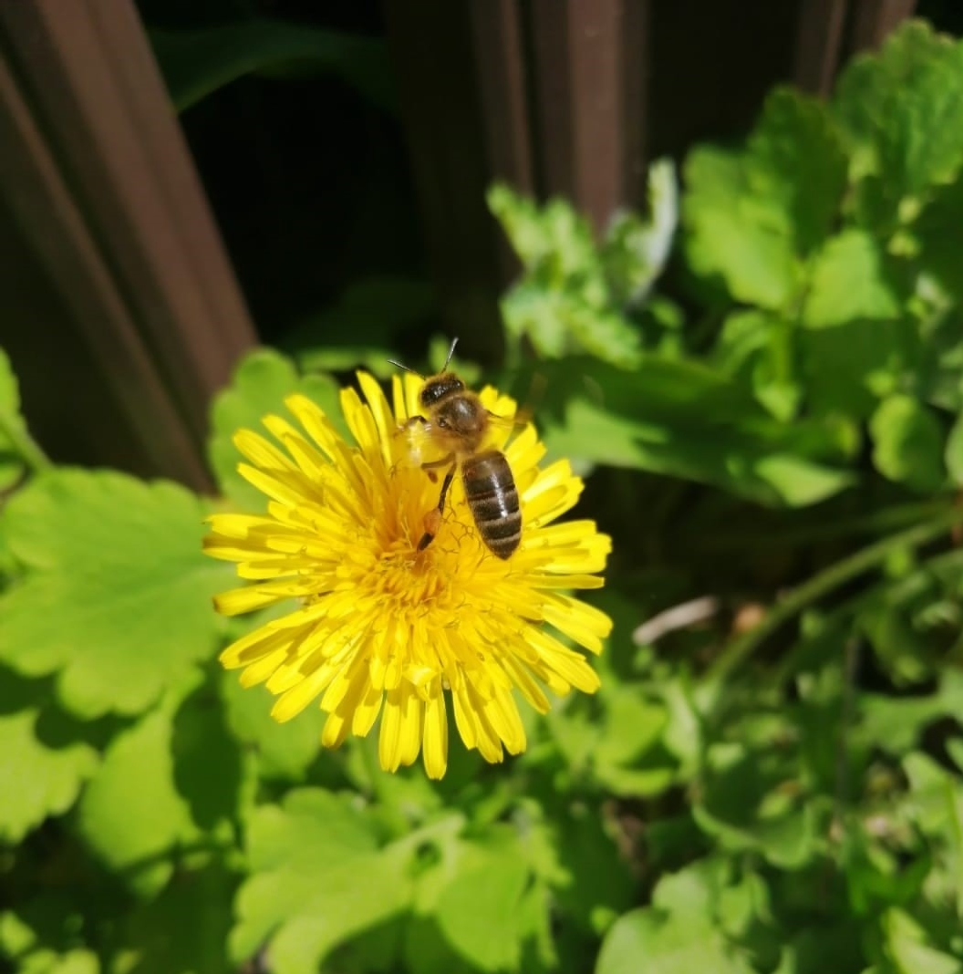 В Башкирии пчел от массовой гибели теперь будет защищать закон