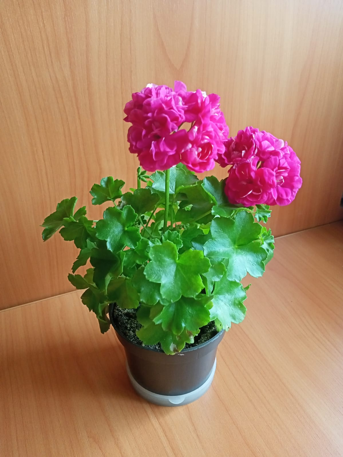 Гороскоп для всех знаков Зодиака