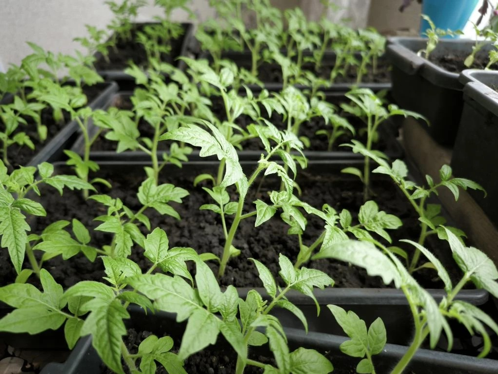 Почему рассада тянется вверх и как это исправить?