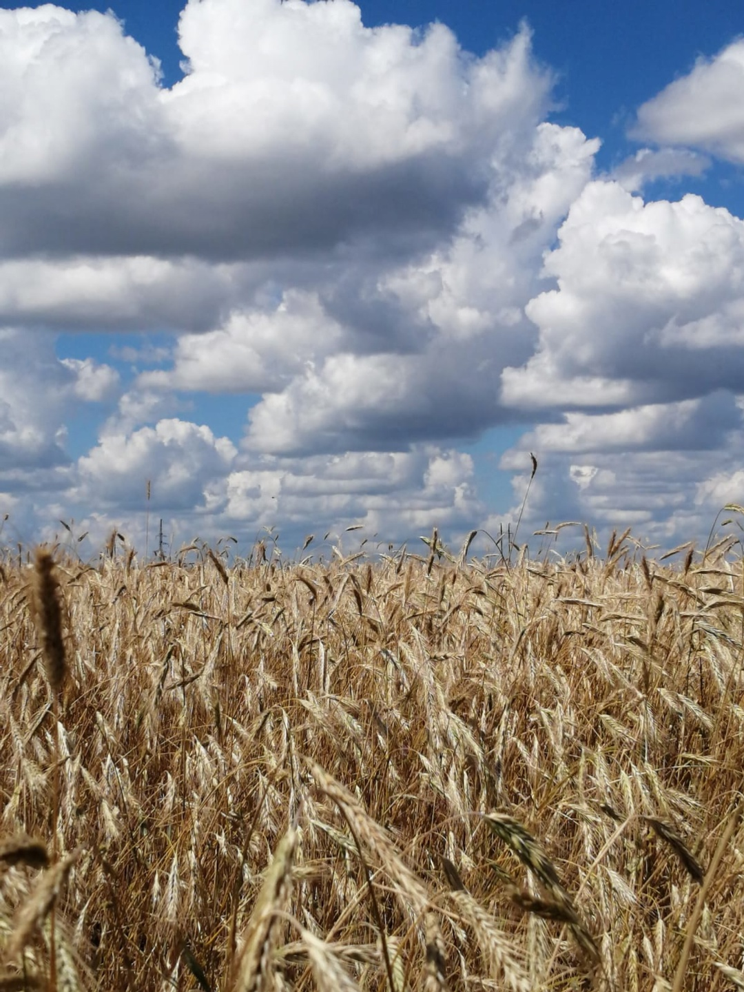 В Башкирии установят границы сельхозугодий