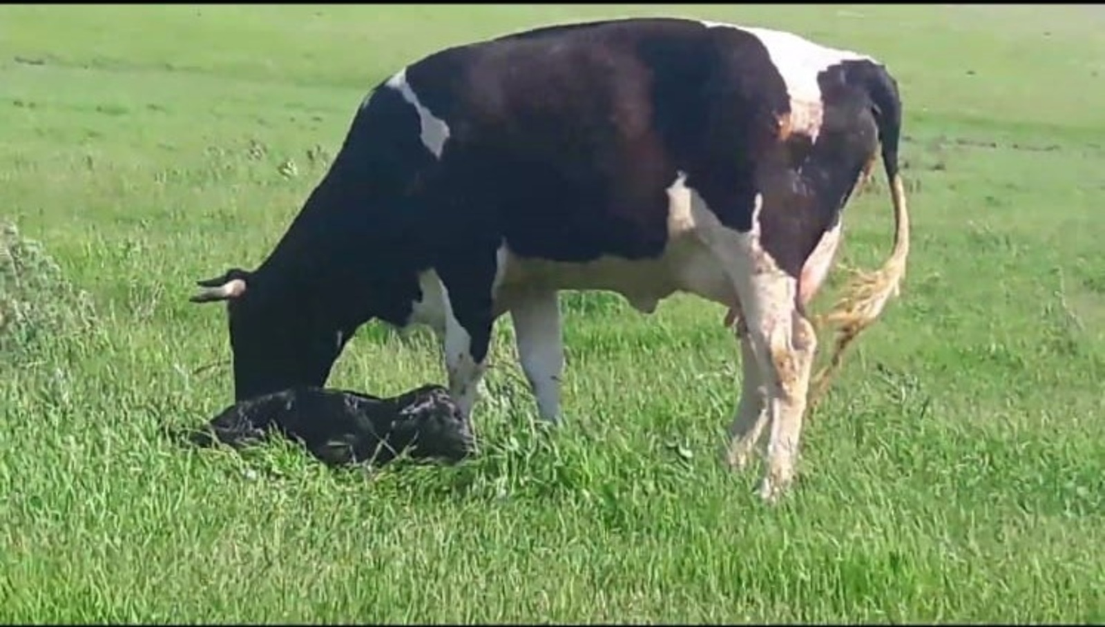 Зачем чипировать домашних животных ?