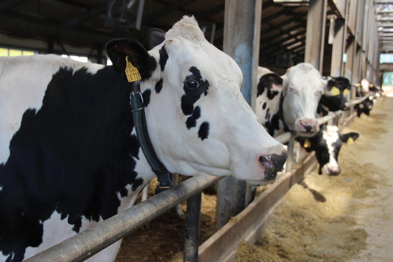 В Башкирии выросло производство молока