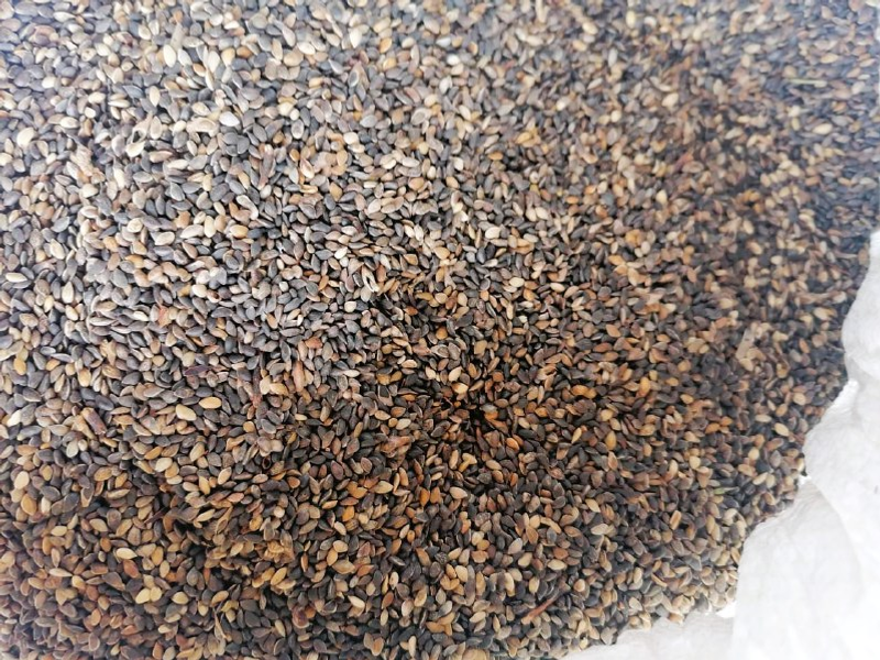 Более трех тонн семян лесных растений заготовили в Башкирии в 2025 году