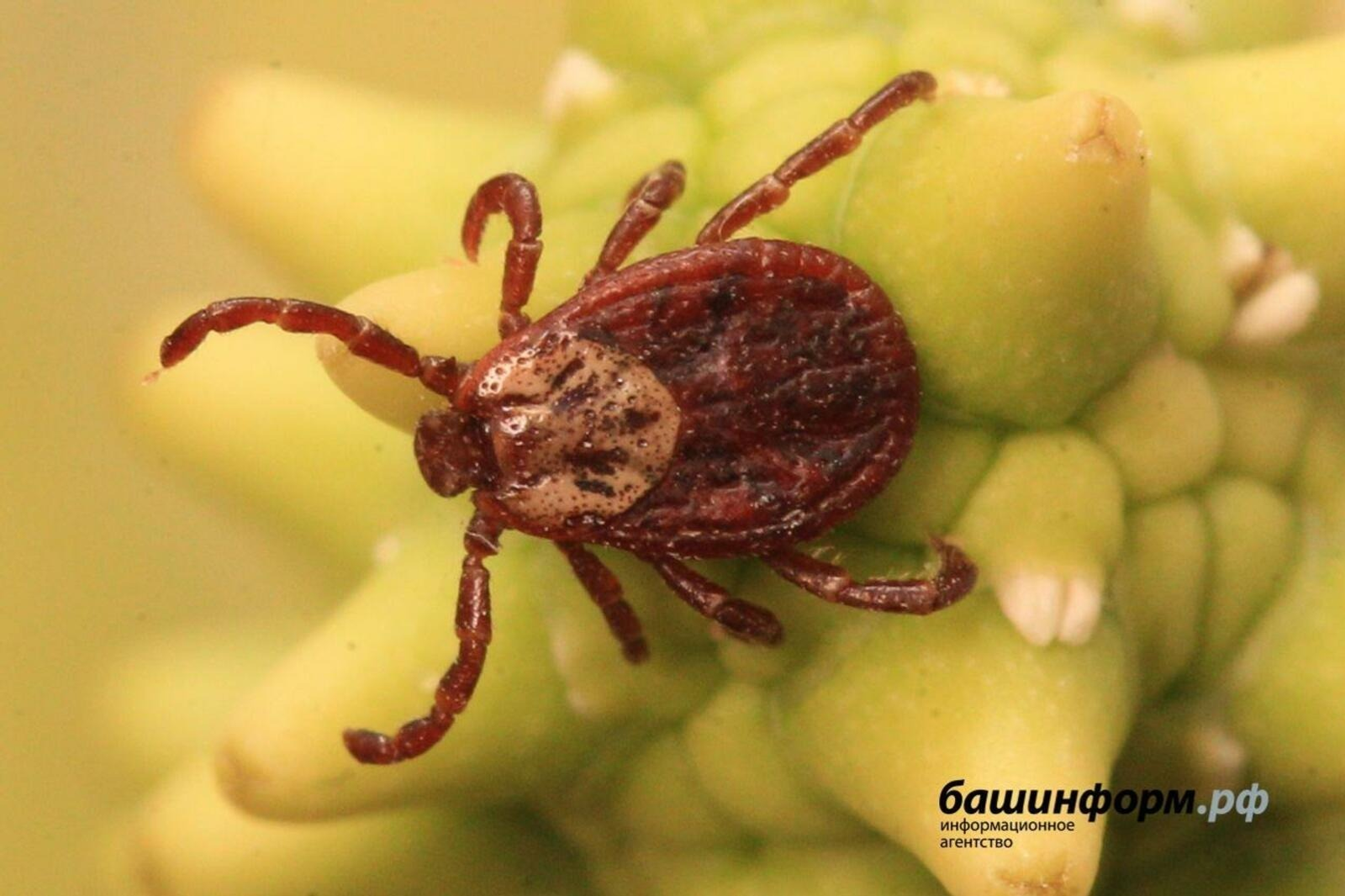 В Башкирии стали чаще обращаться к медикам по поводу укусов клещей