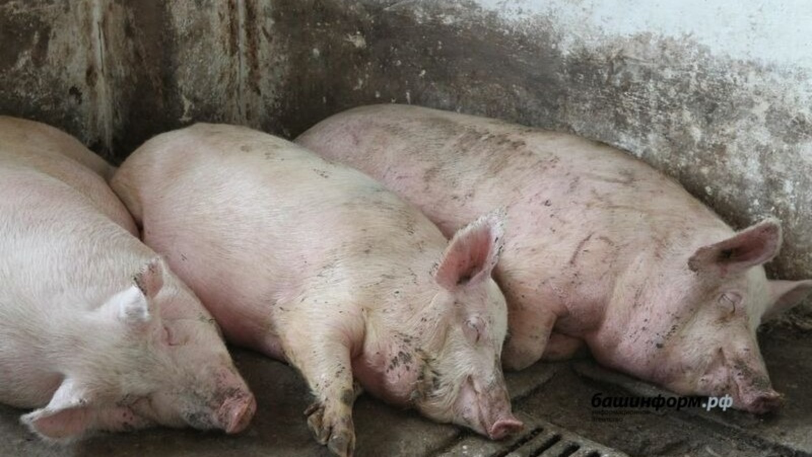 В Башкирии запрещен ввоз свиней из ряда регионов из-за африканской чумы