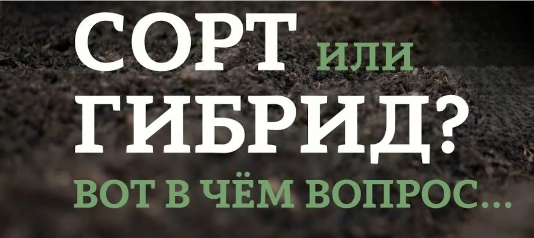 Что выбрать сорт или гибрид?