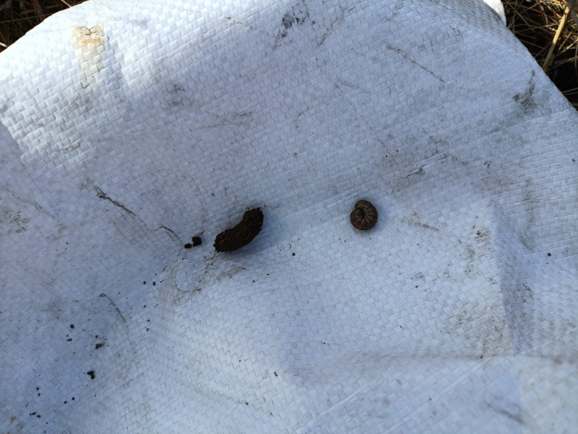 В Башкирии завершены обследования зимующего запаса саранчовых вредителей