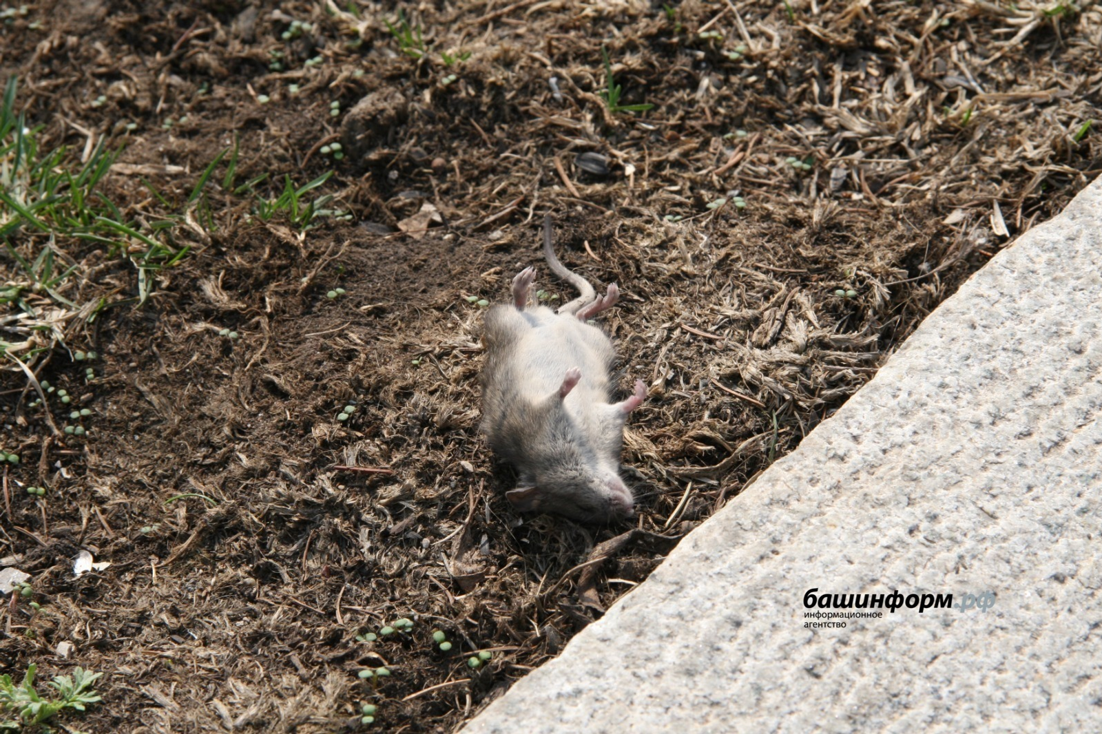 Стали известны самые эндемичные районы Башкирии по мышиной лихорадке.