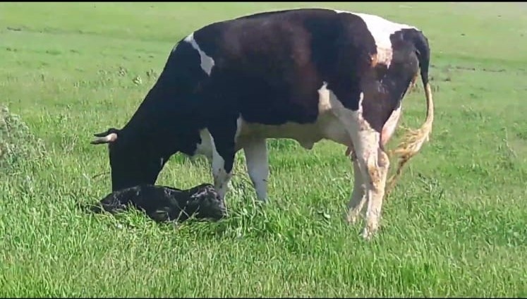 Зачем чипировать домашних животных ?