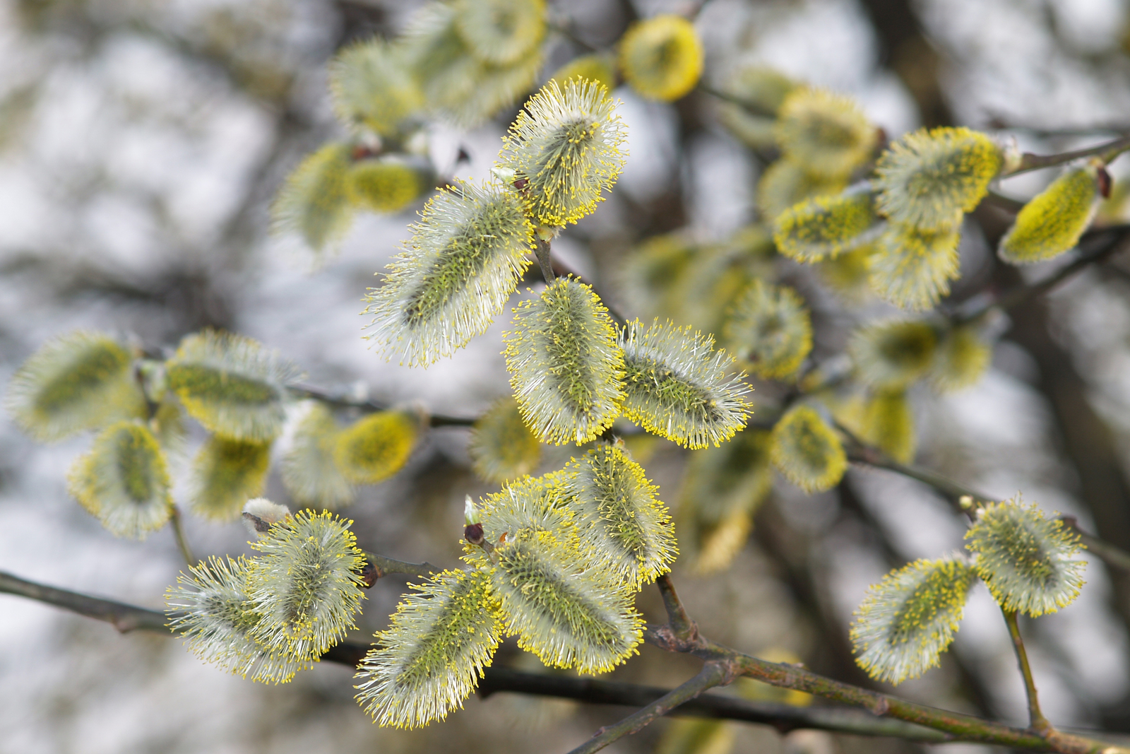 Весна в Башкирии – это всегда захватывающее приключение.