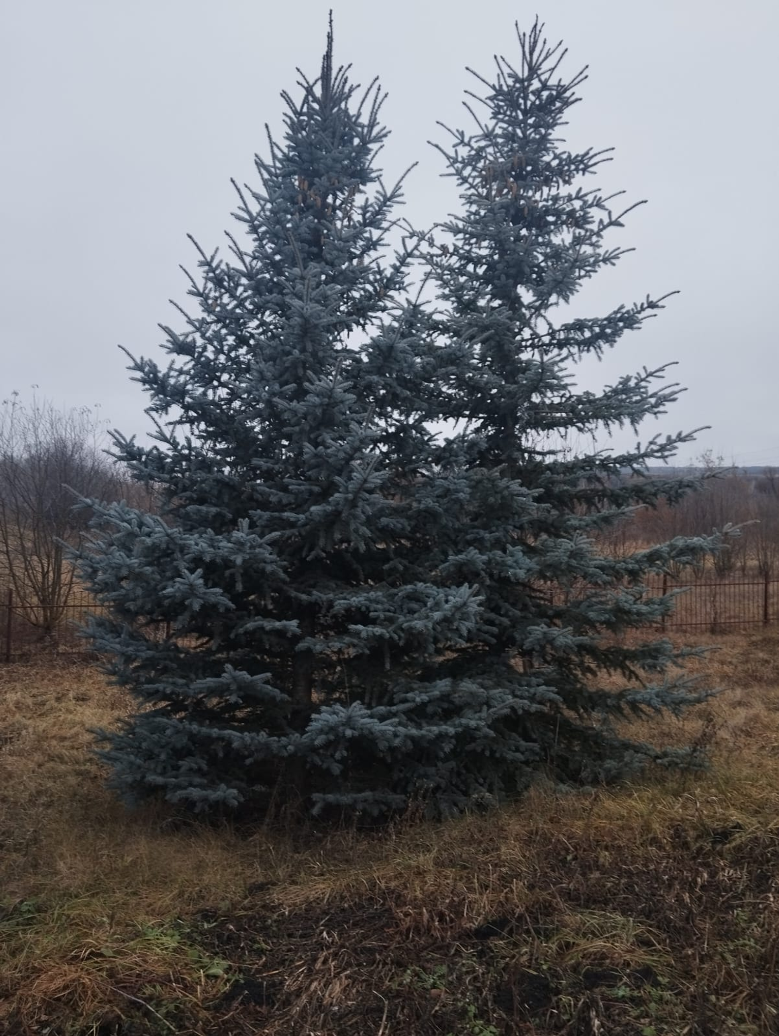 В Башкирии началась ежегодная операция «Ель-2025»